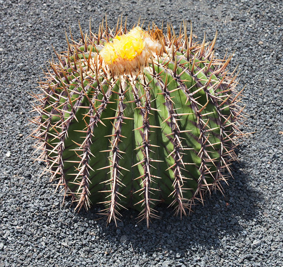 kaktus frø – Echinocactus – ZOONIVERSE